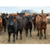 Image 3 : Lamb Cattle Co. - 950# Sept/Oct Delivery Grass Heifers - 390 Head (Drake, AB)
