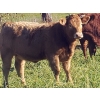 Image 5 : Squaw Valley Ranch - 715# October Heifer Calves - 85 Head (Lumby, BC)