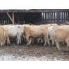 Image 13 : Vossepoel Cattle Co. - 630# December Delivery Weaned Heifers - 250 Head (Tilley, AB)