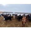 Image 5 : Franklin Cattle Co. - 680# February Delivery Steers - 180 Head (Grenfell, SK)