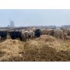 Image 8 : Lowe Ranches - 703# December Weaned Heifers - 99 Head (Nanton, AB)