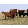 Image 3 : Rocky Miller - 540# October Delivery Steer Calves - 80 Head (Chinook, AB)