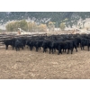 Image 6 : Beaver Ranch - 640# October Delivery Steer Calves - 95 Head (Quilchena, BC)