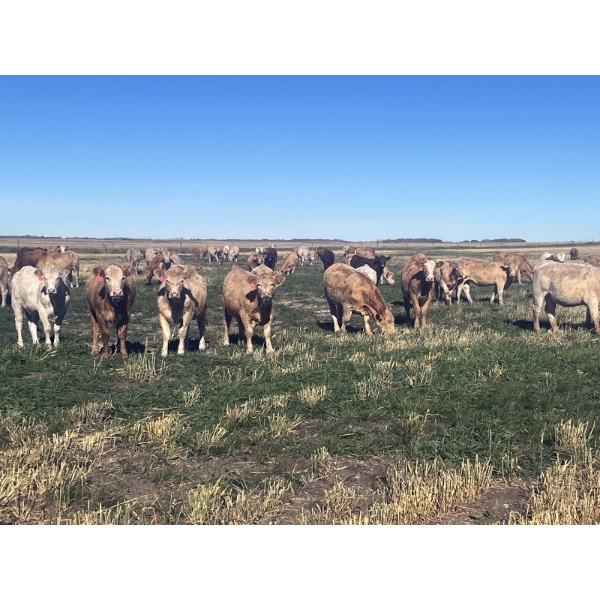 Kirk Goldsmith - 890# October Delivery Grass Heifers - 117 Head (Veteran, AB)