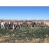 Image 1 : Kirk Goldsmith - 890# October Delivery Grass Heifers - 117 Head (Veteran, AB)