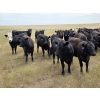 Image 5 : Wildcat Cattle Co. Ltd. - 800# July Delivery Grass Heifers - 50 Head (Redcliff, AB)