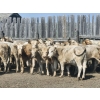 Image 3 : LZ Farms Inc. - 885# August Delivery Heifers - 65 Head (Kyle, SK)
