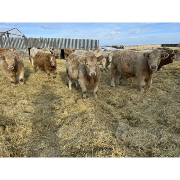 Rusty Ridge Cattle Co. Ltd. - 930# January Weaned Steers - 110 Head (Bowden, AB)