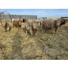 Image 1 : Rusty Ridge Cattle Co. Ltd. - 930# January Weaned Steers - 110 Head (Bowden, AB)