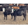 Image 4 : Grant & Hali Taillieu - 675# March Weaned Steers - 440 Head (Drayton Valley, AB)