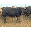 Image 4 : Birch Island Land & Cattle - 1050# June/July Delivery Steers - 114 Head (Rhein, SK)