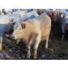 Image 9 : Munro Farms - 830# March Delivery Heifers - 75 Head (Kelwood, MB)