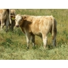 Image 6 : Ernie, Kathy & Kyle Lee - 580# Steer Calves - 90 Head (Hanna, AB)