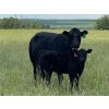 Image 4 : Vredegoor Ranch - 440# October Delivery Heifer Calves - 90 Head (Handhills, AB)