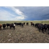 Image 6 : Bryan Ranch Ltd. - 750# June/July Delivery Grass Heifers - 117 Head (Maple Creek, SK)