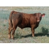 Image 4 : Johnson's Hwy 36 Farm - 620# Steer Calves - 100 Head (Vauxhall, AB) 