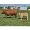 Image 9 : J&E Farms Ltd. - 650# November Delivery Steer Calves - 90 Head (Tilley, AB)