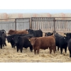 Image 2 : Attema Farms Ltd. - 975# March Delivery Steers - 64 Head (Bentley, AB)