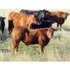 Image 3 : Marshall Murch - 530# October Delivery Steer Calves - 110 Head (Lancer, SK) VBP+