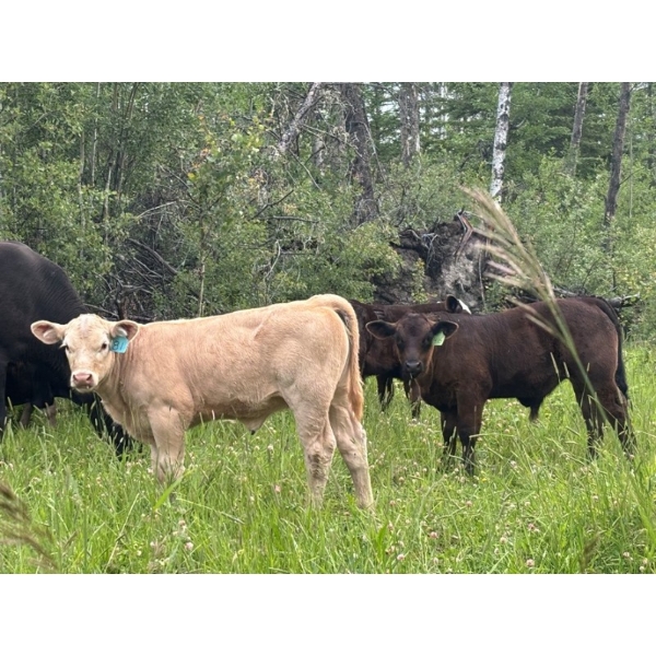 Creek Bank Ranch Ltd. - 550# November Delivery Steer Calves - 115 Head (Silver Valley, AB)