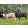 Image 1 : Creek Bank Ranch Ltd. - 550# November Delivery Steer Calves - 115 Head (Silver Valley, AB)