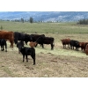 Image 7 : Kingsclere Ranch - 40 Angus X Pairs (Parsons, BC)