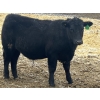 Image 5 : Hawk Ranching - 970# March Delivery Steers - 65 Head (Parkland, AB)