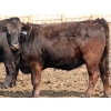 Image 6 : Peter Boone - 17 Black Bred Heifers (Picture Butte, AB)