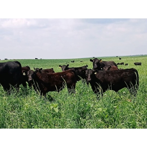 Cluny Colony - 640# October Delivery Steer Calves - 70 Head (Cluny, AB)