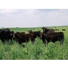 Image 1 : Cluny Colony - 640# October Delivery Steer Calves - 70 Head (Cluny, AB)