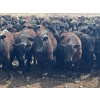 Image 2 : Nicola Ranch - 740# May Delivery Heifers - 280 Head (Nicola, BC)