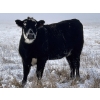 Image 3 : Lemmer Farms - 20 BBF Bred Heifers (Rocky View, AB)