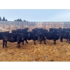 Image 2 : Kyler Unruh - 725# March Delivery Heifers - 85 Head (Dewberry, AB)