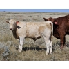Image 4 : Johnston Ranches - 675# October Delivery Steer Calves - 90 Head (Cereal, AB)