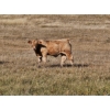 Image 6 : Logan Brothers (Rod, Barry & Bruce) - 710# October Delivery Steer Calves - 80 Head (Oyen, AB)