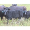 Image 3 : Clay Ridge Stock Farms Inc. - 560# November Delivery Steer Calves - 100 Head (Fairlight, SK)