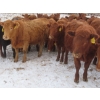 Image 4 : Breault Ranching Ltd. - 900# February Delivery Open Heifers - 114 Head (Ste. Rose, MB) VBP+