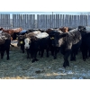 Image 3 : Terry Dayholos - 730# February Weaned Steers - 84 Head (Amaranth, MB)