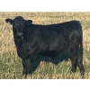 Image 2 : MRG Land & Cattle Ltd. - 725# November Steer Calves - 50 Head (High River, AB) VBP+