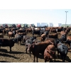 Image 2 : Springdale Customer - 925# May Delivery Heifers - 175 Head (Iron Springs, AB)