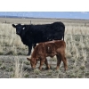 Image 4 : Rolling N Ranches (Nolan & Amanda Osadczuk) - 80 Heifer Pairs