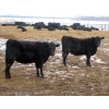 Image 13 : Martin DeVos - 860# March/April Delivery Heifers - 115 Head (Fork River, MB)