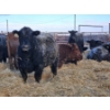 Image 3 : Brent & Tyler Stammers - 2 Red Cows (Pen 705)