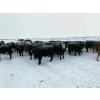Image 5 : Larry Jones - 625# December Weaned Steers - 160 Head (Balzac, AB)