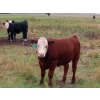 Image 12 : Leib Farm & Ranch Ltd. - 715# November Delivery Steer Calves - 85 Head (Southey, SK)