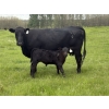 Image 4 : Box T Ranch - 560# October Delivery Steer Calves - 50 Head (Yeoford, AB)
