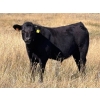 Image 2 : Prairie Haven Whitetails/Meier Land & Livestock - 620# November Steer Calves - 75 Head (Hays, AB)