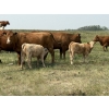 Image 5 : Dick Lawrence - 630# November Delivery Heifer Calves - 80 Head (Pine Lake, AB)