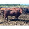 Image 12 : Lenny Brubacher - 1165# July Delivery Steers - 104 Head (Winnipegosis, MB)
