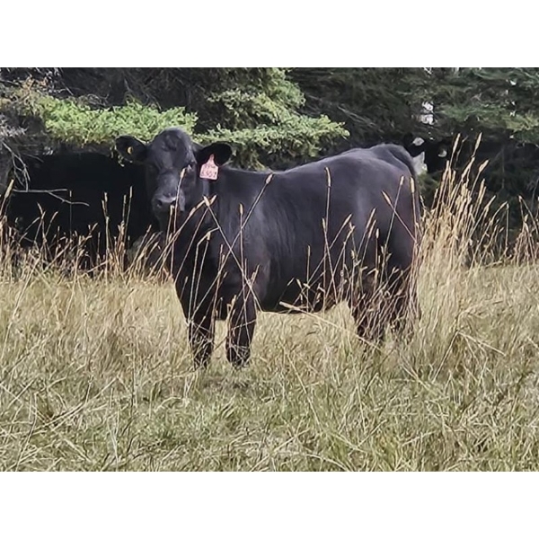 Thompson Colony - 590# October Delivery Heifer Calves - 105 Head (Fort Macleod, AB)